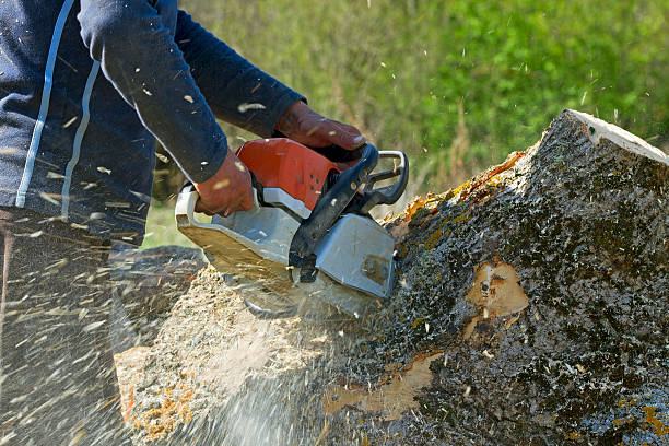 Reliable Madison, MN Tree Care  Solutions